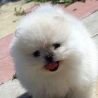 Pomeranian Sejarah Dan Asal Usul Pom Kaskus