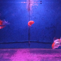 new--freshwater-fish-lounge---part-3