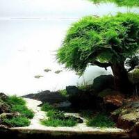 aquascape-for-everyone-learning-and-sharing---part-3