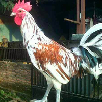 ayam-ketawa-bangga-kalo-punya-karena-laen-dari-yang-lain-kokoknya