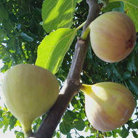 luar-biasa-manfaat-buah-tin-buah-yang-ada-dalam-al-qur-an