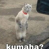 usai-putusan-mk-waketum-gerindra-ucapkan-selamat-ke-jokowi