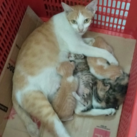 kucing-saja-sayang-anaknya-bagaimana-dengan-agan