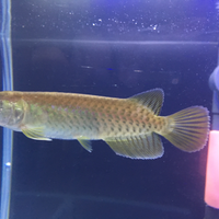 arowana--new-thread----part-1