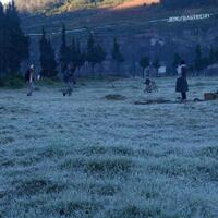 akibat-fenomena-embun-es-5-hektare-tanaman-kentang-di-dieng-mati