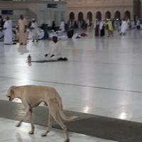 bukan-di-sentul-foto-anjing-berkeliaran-di-masjidil-haram-mekkah-tapi-tak-diusir