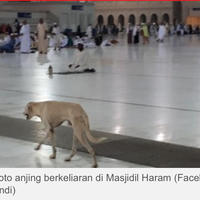bukan-di-sentul-foto-anjing-berkeliaran-di-masjidil-haram-tapi-tak-diusir