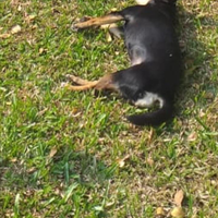 jasad-anjing-yang-dibawa-sm-saat-masuk-masjid-akan-jadi-barang-bukti