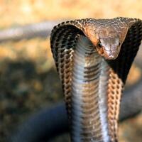 dipenggal-bukan-berarti-mati-ini-10-fakta-mengejutkan-soal-ular