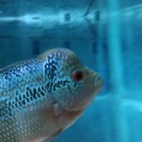 new-all-about-louhan