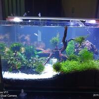 aquascape-for-everyone-learning-and-sharing---part-3