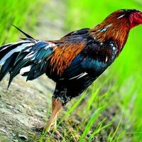 suara-kokoknya-terlalu-kencang-ayam-jantan-asal-perancis-berurusan-dengan-pengadilan