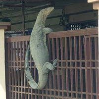 dipenggal-bukan-berarti-mati-ini-10-fakta-mengejutkan-soal-ular