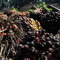 petani-ngeluh-harga-sawit-anjlok-gara-gara-pungutan-ekspor