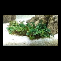 aquascape-for-everyone-learning-and-sharing---part-3