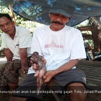 anak-babi-berkepala-gajah-bikin-heboh-warga-buleleng