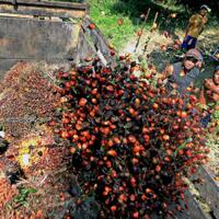 salah-alamat-peruntukan-dana-pungutan-sawit