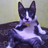 freddie-mercury-dan-romantismenya-dengan-kucing