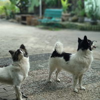 kintamani-jenis-anjing-indonesia-pertama-yang-diakui-secara-internasional