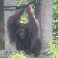 kawasan-primata-kehje-sewen-kini-punya-103-orangutan