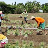 tugas-kementan-jamin-stok-pangan-saat-kemarau-bukan-kendalikan-harga