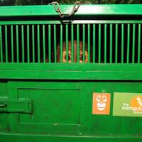 populasi-menurun-status-orangutan-terancam-punah