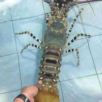 beli-lobster-laut-ke-nelayan-dan-jual-ke-exportir-jakarta-yuk-100-profit