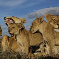 5-fakta-kehidupan-nyata-singa-berbeda-dengan-lion-king