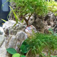 aquascape-for-everyone-learning-and-sharing---part-3