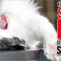 kocak-ada-kucing-tergila-gila-sangat-dengan-tanaman-ini-awas-bikin-dia-ketagihan