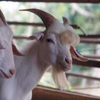 viral-kambing-terlanjur-tampan-siap-siap-agan-jomlo-akut