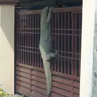 manfaat-rahasia-minyak-biawak-ternyata-bisa-bikin-tongkat-tegang-tahan-lama-gan