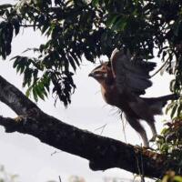 burung-garuda-ditemukan-kembali