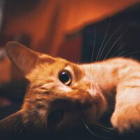 new-pendopo-sony-alpha---part-2