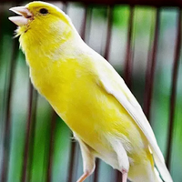 cara-membuat-burung-kenari-gacor-lebih-cepat