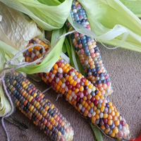 mengenal-jagung-aneka-warna