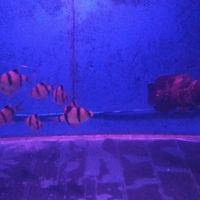 pecinta-ikan-komet-masuk-sini---part-1