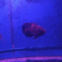 reborn-oscar-forum-tempat-kumpul-oscar-lovers