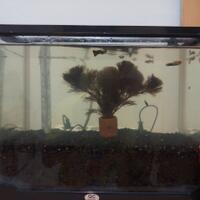 aquascape-for-everyone-learning-and-sharing---part-3