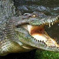 asik-mandi-di-sungai-nenek-jumantan-disergap-buaya