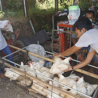 brasil-kalahkan-ri-di-wto-ayam-ras-impor-bakal-serbu-pasar-lokal