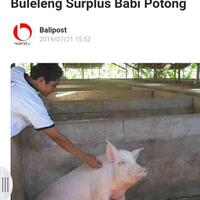 buleleng-surplus-babi-potong