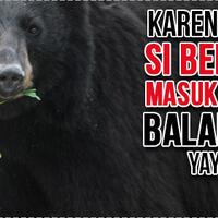 melas-gan-gegara-kelaparan-beruang-ini-masuk-ke-balai-kota-di-bully-lagi