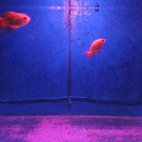 pecinta-ikan-komet-masuk-sini---part-1