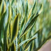 menakar-efektivitas-lidah-mertua-untuk-atasi-polusi-jakarta