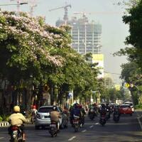 risma-bicara-bunga-tabebuya-kualitas-udara-dan-pariwisata-di-surabaya