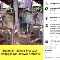 viral-penampakan-derasnya-air-yang-keluar-dari-sayatan-perut-sapi-gelonggong