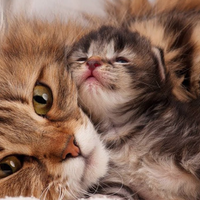 makan-kucing-hidup-hidup-abah-grandong-diduga-belajar-ilmu-hitam