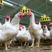 5-hewan-jinak-ini-ternyata-pernah-membunuh-manusia