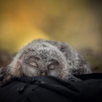 9-fakta-unik-tentang-hewan-yang-belum-banyak-kalian-tahu